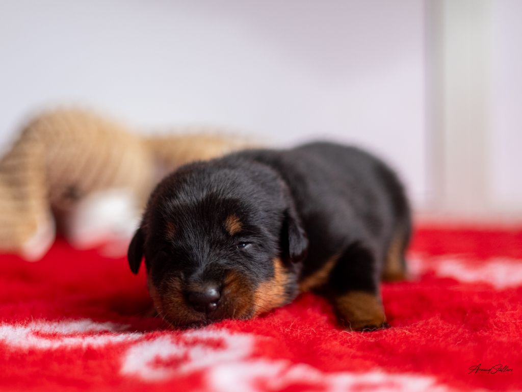 Du Royaume De Géane - Chiot disponible  - Berger de Beauce