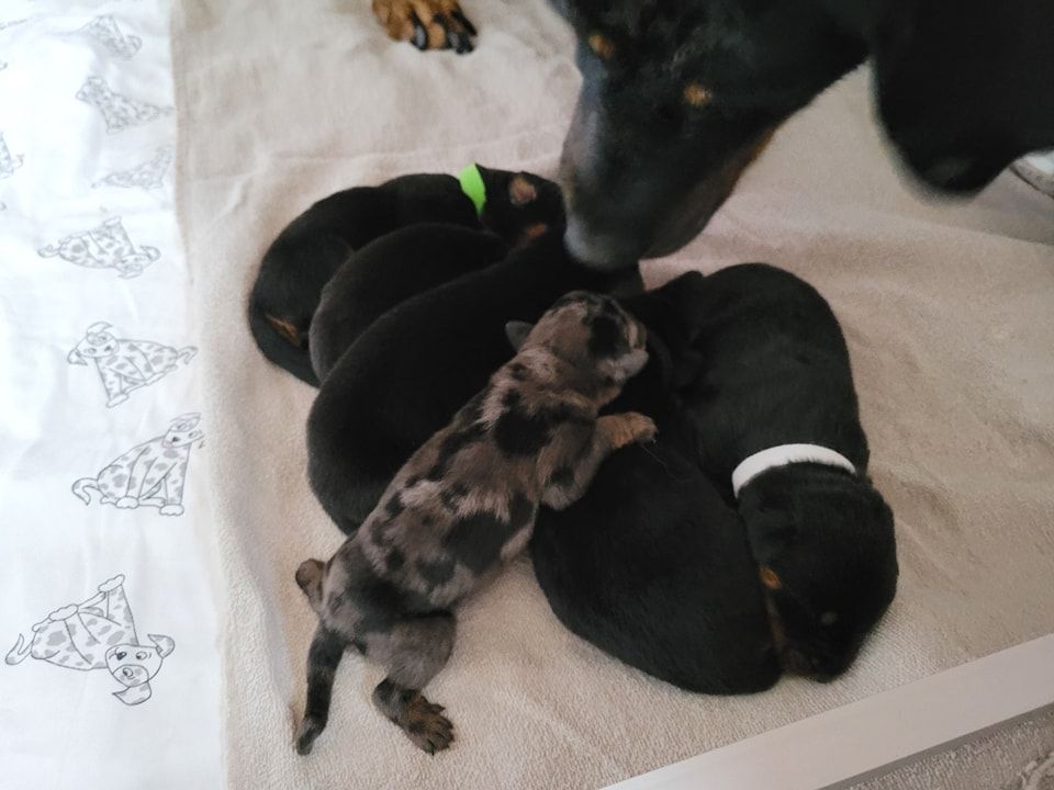 chiot Berger de Beauce Du Royaume De Géane