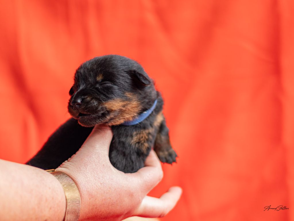 Du Royaume De Géane - Chiot disponible  - Berger de Beauce