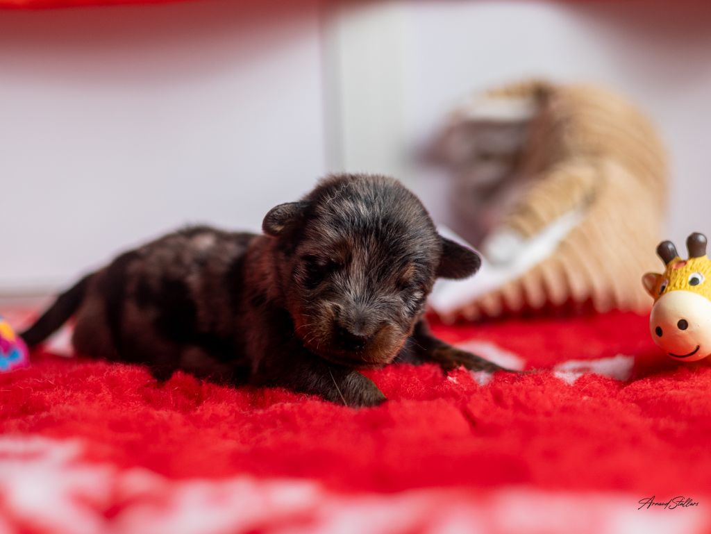 Du Royaume De Géane - Chiot disponible  - Berger de Beauce