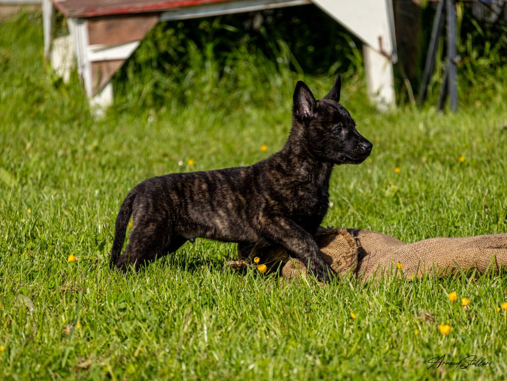 Du Royaume De Géane - Chiot disponible  - Berger hollandais