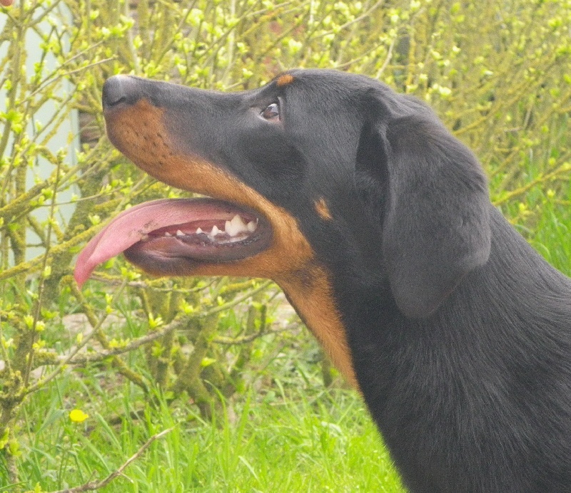 Géane Of Eagle Bottom