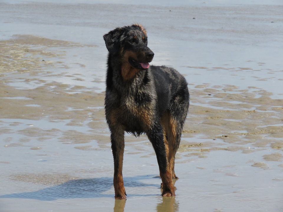 Nala Du Royaume De Géane