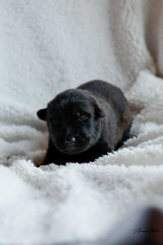 Du Royaume De Géane - Chiots disponibles - Berger hollandais