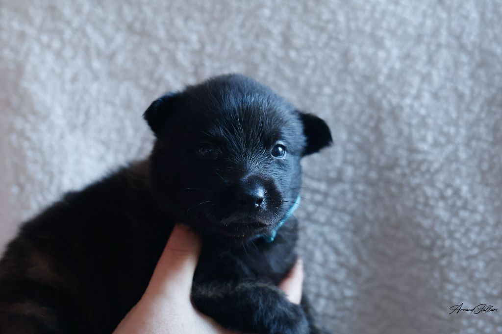 Du Royaume De Géane - Chiots disponibles - Berger hollandais