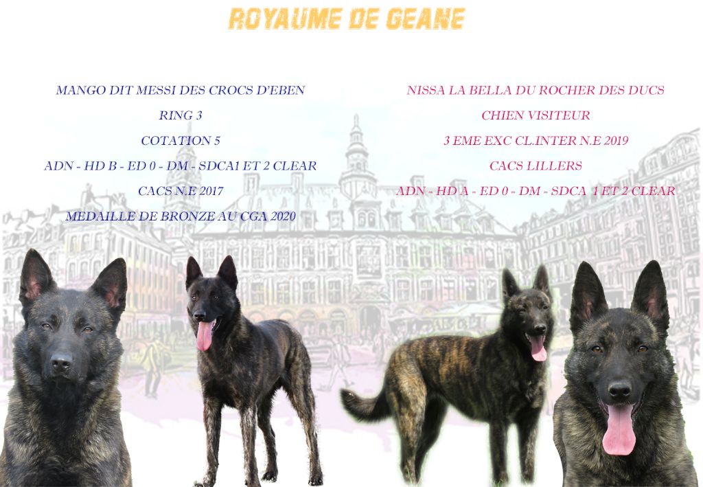 Chiot Berger hollandais Du Royaume De Géane
