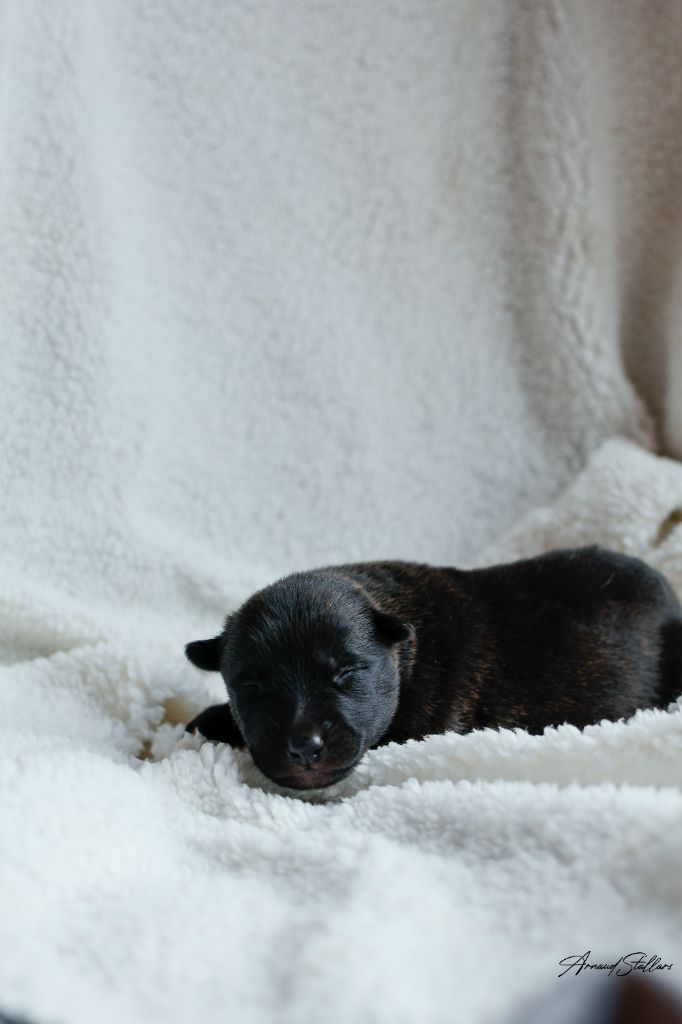 Du Royaume De Géane - Chiots disponibles - Berger hollandais