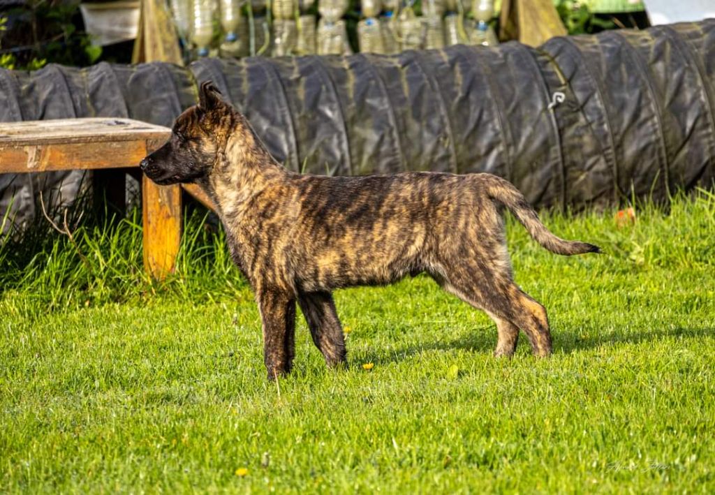 Du Royaume De Géane - Chiots disponibles - Berger hollandais