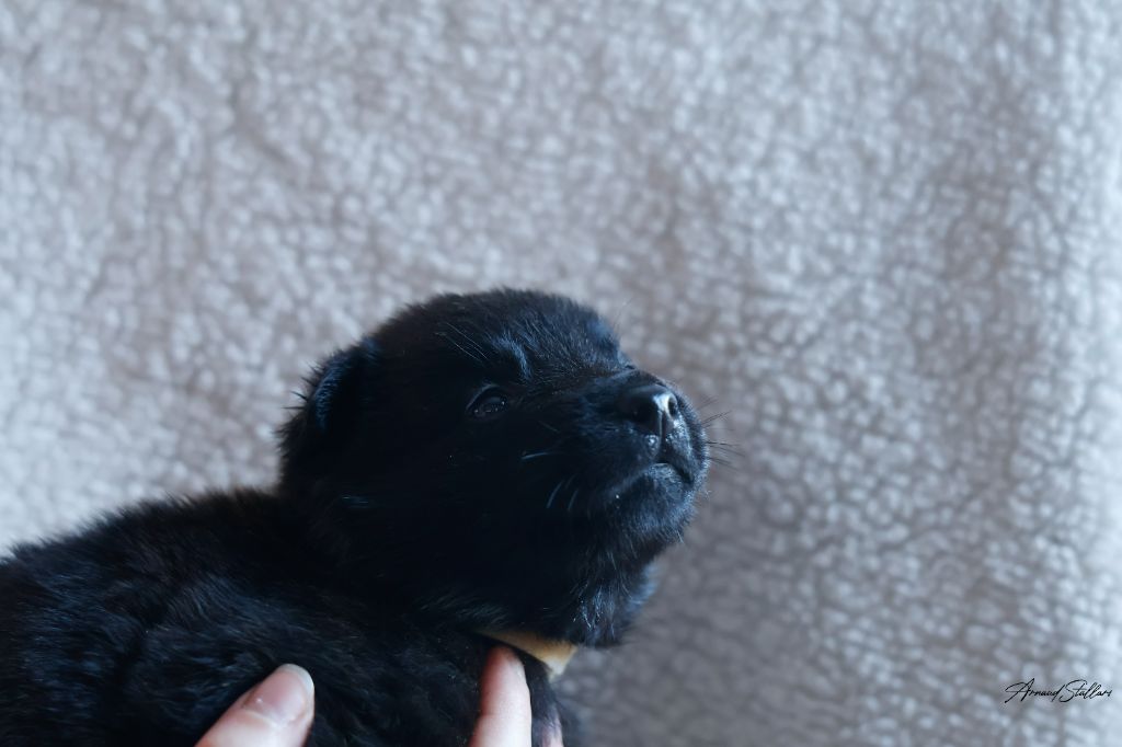 Du Royaume De Géane - Chiots disponibles - Berger hollandais
