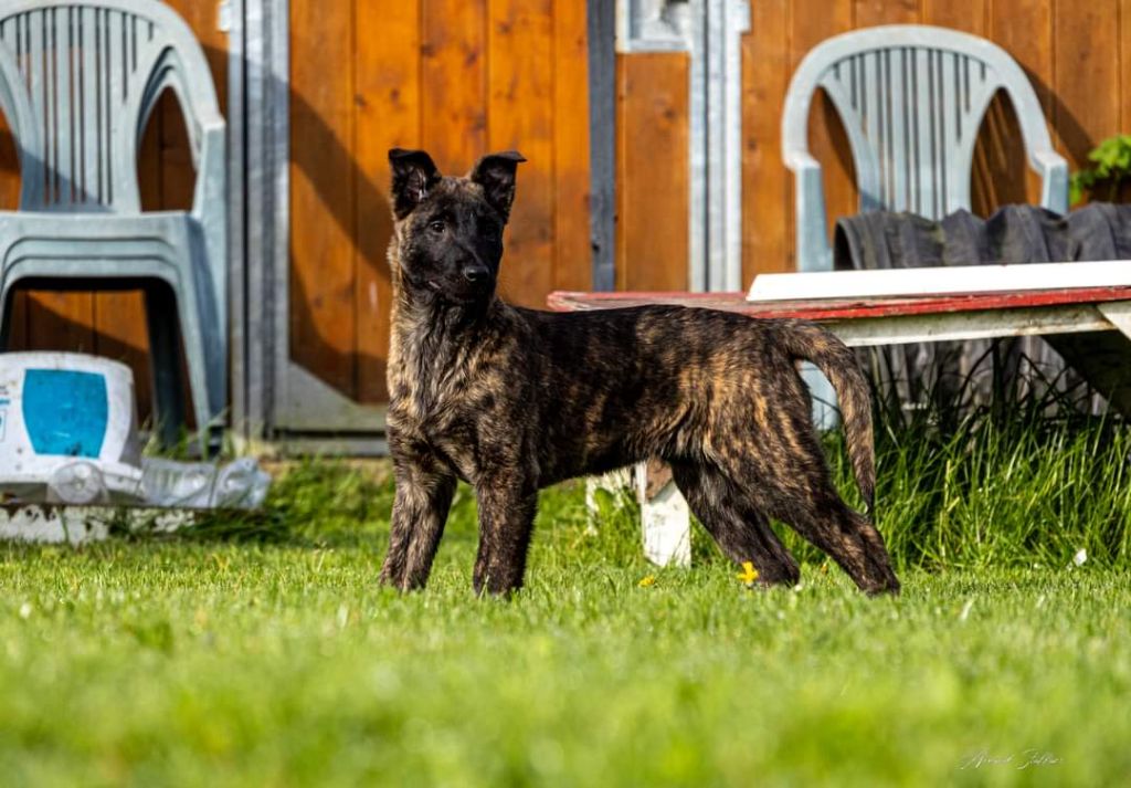 Du Royaume De Géane - Chiots disponibles - Berger hollandais