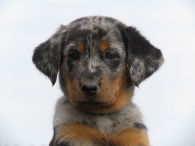 CHIOT 8