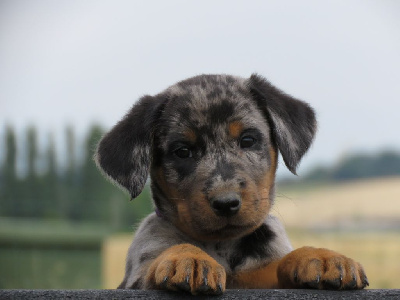 CHIOT 11