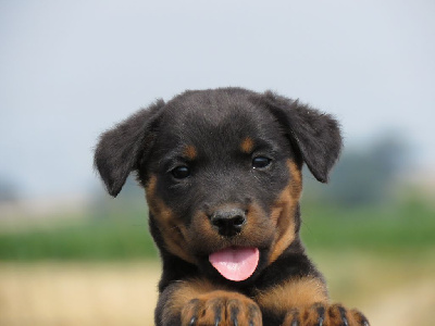 CHIOT 5