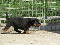 CHIOT