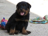 CHIOT