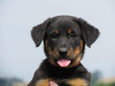 CHIOT 4