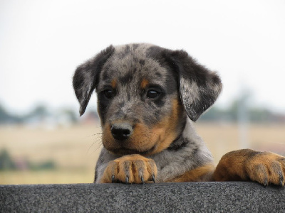 CHIOT 2