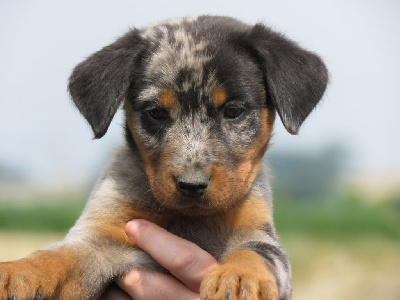 CHIOT 7