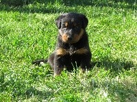 CHIOT