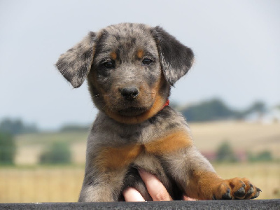 CHIOT 9