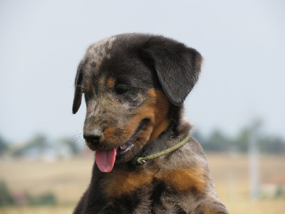 CHIOT 3