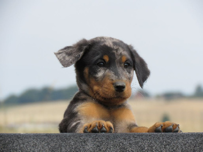 CHIOT 10