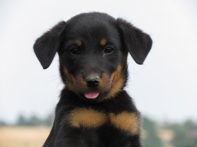 CHIOT 6