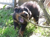 CHIOT