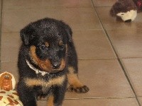 CHIOT