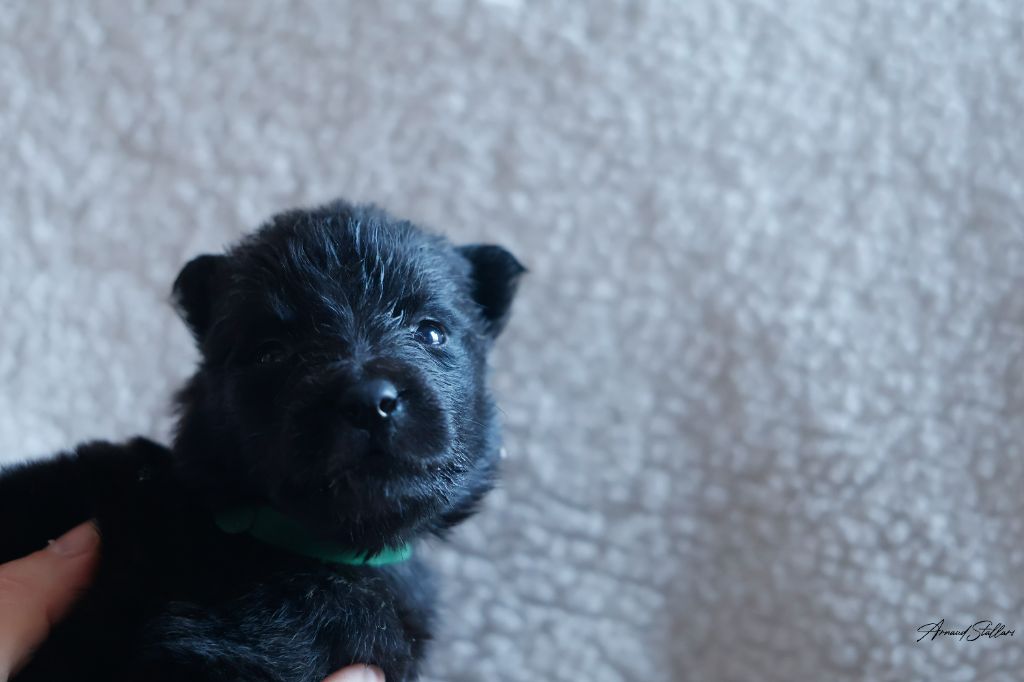 Du Royaume De Géane - Chiots disponibles - Berger hollandais