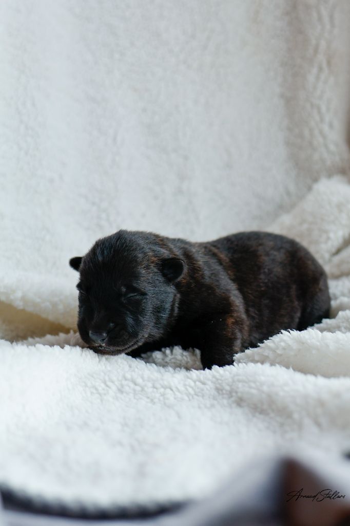 Du Royaume De Géane - Chiots disponibles - Berger hollandais