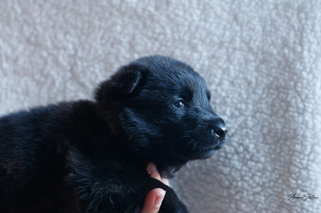 Du Royaume De Géane - Chiots disponibles - Berger hollandais