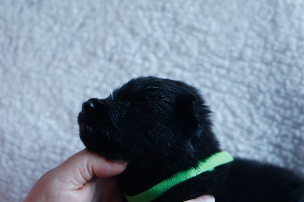 Du Royaume De Géane - Chiots disponibles - Berger hollandais