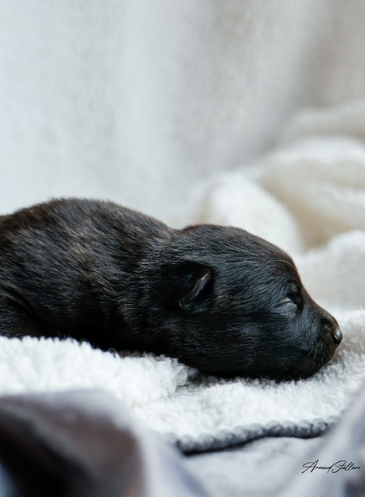 Du Royaume De Géane - Chiots disponibles - Berger hollandais