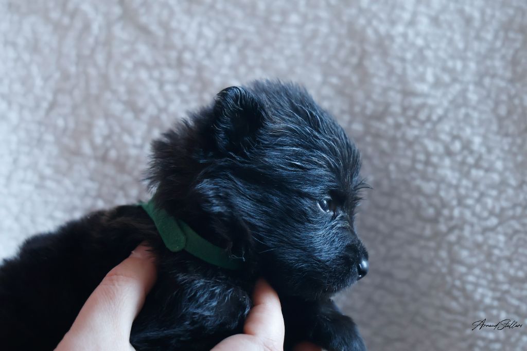 Du Royaume De Géane - Chiots disponibles - Berger hollandais